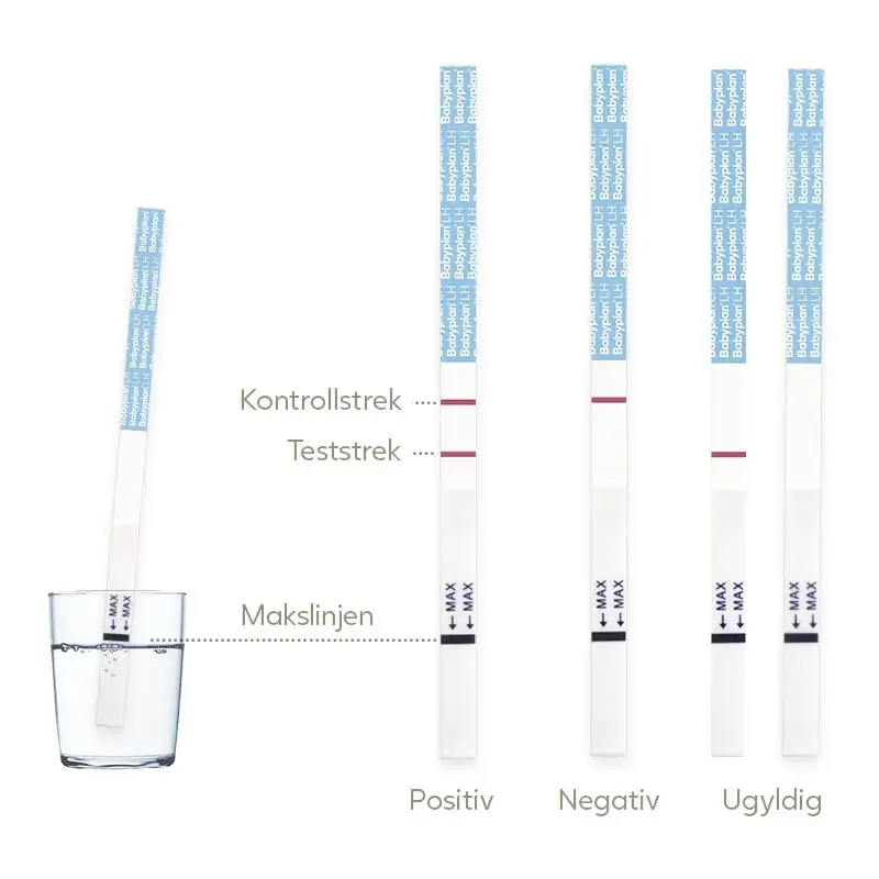 Illustrasjon av Babyplan eggløsningsstrimler som forklarer kontrollstrek, teststrek og makslinje, med en strimmel i et glass